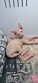 sphynx elf straight OCCHI impari