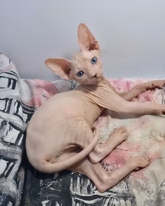 sphynx elf straight OCCHI impari