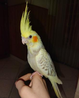 Calopsite allevate a mano pappagalli,pulli,uccelli