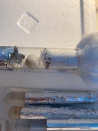 Tetramonium sp. Lasius sp