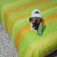 Jack Russel terrier ultima cucciola femmina