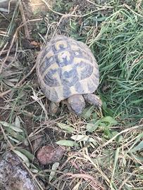 Tartaruga