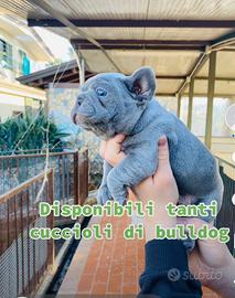 Vendita cuccioli di Bulldog Francese Blu con gli occhi azzurri - I