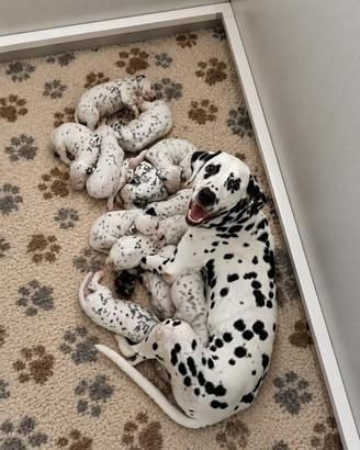Cuccioli dalmata disponibili