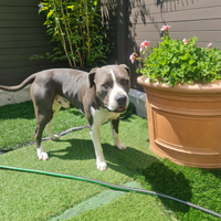Amstaff blue