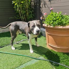 Amstaff blue