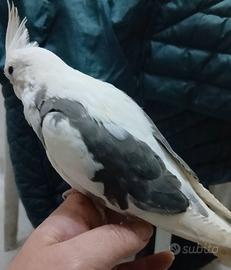 Pappagalli calopside