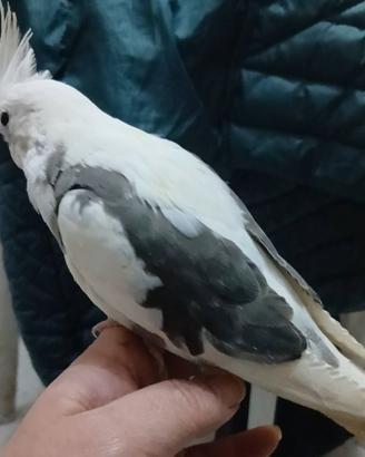 Pappagalli calopside