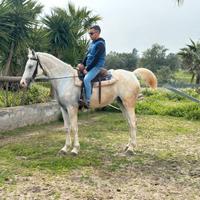 Cavalli IspanoAraba femmina