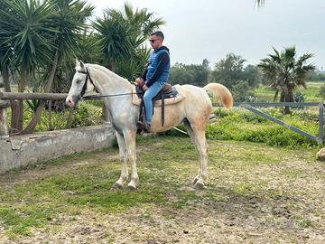 Cavalli IspanoAraba femmina