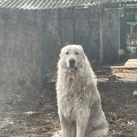Pastore maremmano abruzzese