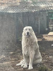 Pastore maremmano abruzzese