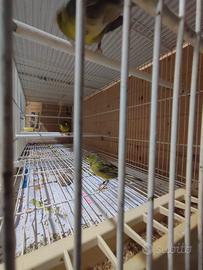 Timbrado español original