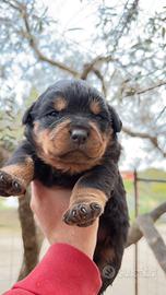 Cuccioli di Rottweiler con Pedigree ENCI