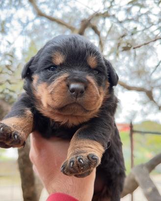 Cuccioli di Rottweiler con Pedigree ENCI