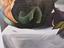 Immagine 4