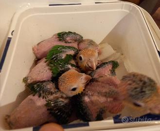 Caicchi testa gialla - Allevati a mano