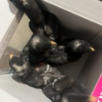 Pulcini gallina Amrock