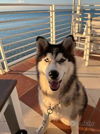 Husky e Meticcia