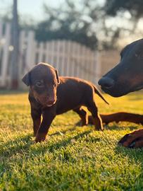 Cuccioli Doberman