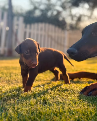 Cuccioli Doberman