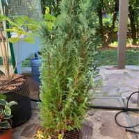 Pianta di ginepro cinese