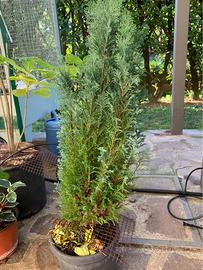 Pianta di ginepro cinese