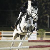 Cavallo grigio del 2009