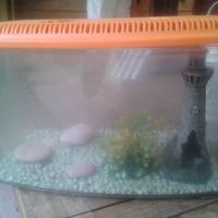 Acquario per pesci.