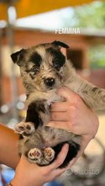 Cuccioli di Pastore australiano