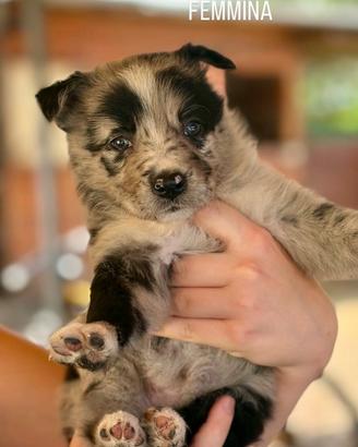 Cuccioli di Pastore australiano