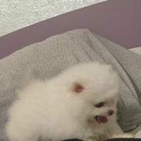 Pomerania mini