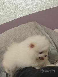 Pomerania mini