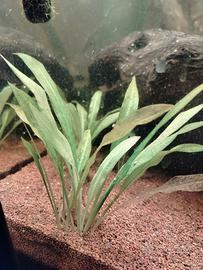 piante acquario 