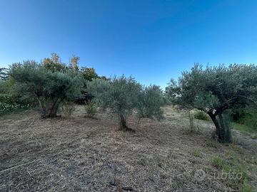 TERRENO AGRICOLO