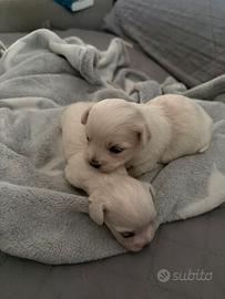 Cane Maltese