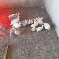 Piccoli di pavone 