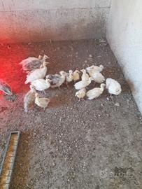 Piccoli di pavone 