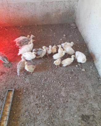Piccoli di pavone 
