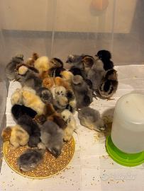 Pulcini cocincina - padovana - marans - azur