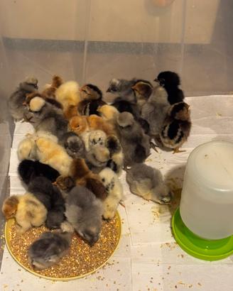 Cocincina - marans - Araucana - brahma - moroseta