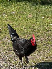 Galline, tacchini e polli in blocco