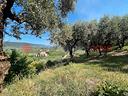 terreno-agricolo-verona-cod-rif-3325331vrg-