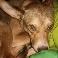 Cucciolo incrocio Pincher / Pastore Tedesco - 7 me