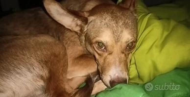 Cucciolo incrocio Pincher / Pastore Tedesco - 7 me