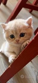 British cuccioli