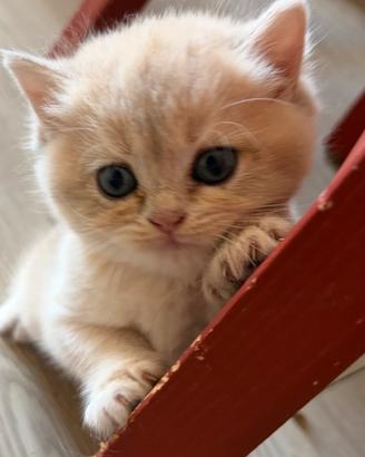 British cuccioli