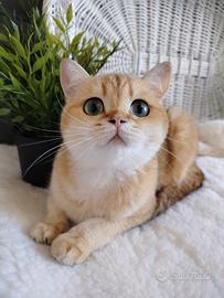 Gattina 1,5 anni sterilizzata