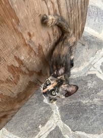Gattini