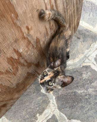 Gattini